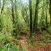 Barsey Rhododendron Sanctuary