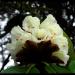 Barsey Rhododendron Sanctuary