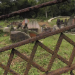 Bukit Brown Municipal Chinese Cemetery