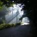 A beautiful tree planted road in Thiruvananthapuram city