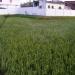Puthasarikantam paddy field in Thiruvananthapuram city