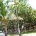 Banyan Tree