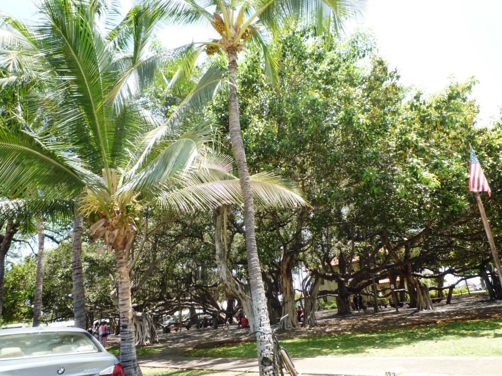 Banyan Tree Lahaina, Hawaii
