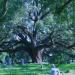 Cemetery Oak in Houston, Texas city