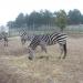 Sibiu Zoological Garden