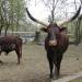 Sibiu Zoological Garden