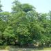 World's Largest Sassafras Tree in Owensboro, Kentucky city