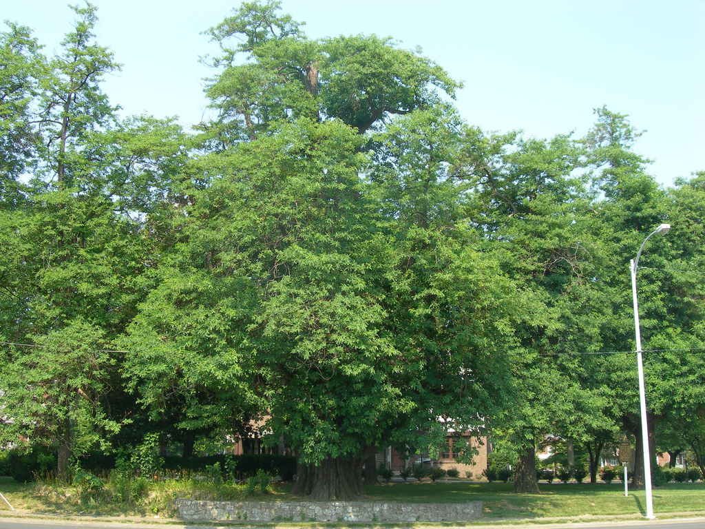 World's Largest Sassafras Tree Owensboro, Kentucky