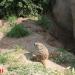 Meerkat facility (en) in Stadt Leipzig