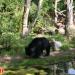 Sloth Bears (es) in Stadt Leipzig