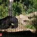 Sloth Bears (es) in Stadt Leipzig