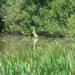 Marshy pond