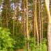 Лесопосадки в городе Добруш