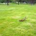 Larchmont Golf Course in Missoula, Montana city