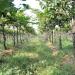 Sula Vineyards Nashik