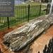 Petrified Conifer Tree in Tuscumbia, Alabama city