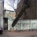 Дерево в стене в городе Киев