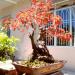 Bonsai Cây cảnh: Cổ Mai Hoa - Lê Thạnh trong Thành Phố Tam Kỳ thành phố