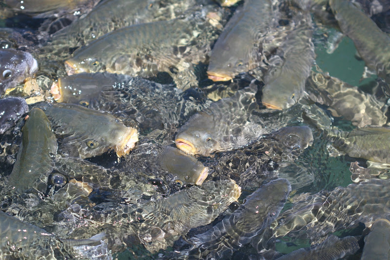 The Pool Of Abraham - Şanlıurfa Metropolitan Municipalty