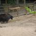 Banteng in Antwerp city