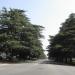 White Oak Ave Historic Deodar Cedar Trees in Los Angeles, California city