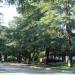 White Oak Ave Historic Deodar Cedar Trees in Los Angeles, California city