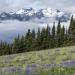 Hurricane Ridge