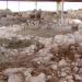 Nuraghe and Settlement nuragic of Sant'Imbenia