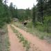 Buffalo Creek, Colorado