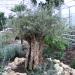 Exposition greenhouse of cacti and succulents