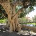 Ficus sycomorus in Ayia Napa city