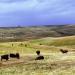 Bison, South Dakota