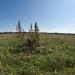 Vecdaugava Nature Reserve