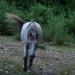 Horse riding in the valley