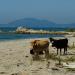 Υδροβιότοπος Θεσπρωτίας-Όρμος Βάλτου