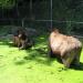 Berner Tierparks Dählhölzli