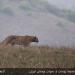 Golestan National Park