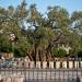 Old Olive Tree Ground