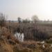 Doxey Marshes