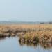 Doxey Marshes