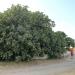 Centuries-old Fig Tree