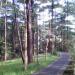 Pine Trees of the World in Baguio city