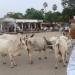 Kesariyaji Bus Stand in Rishabhdeo city