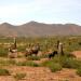 Parque Nacional Los Cardones