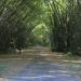 Bamboo Cathedral