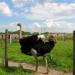 Ostrich farm