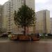 Памятное дерево в городе Москва