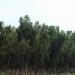 Railway forest in Nankana  Sahib city