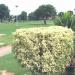 DCO Park in Nankana  Sahib city