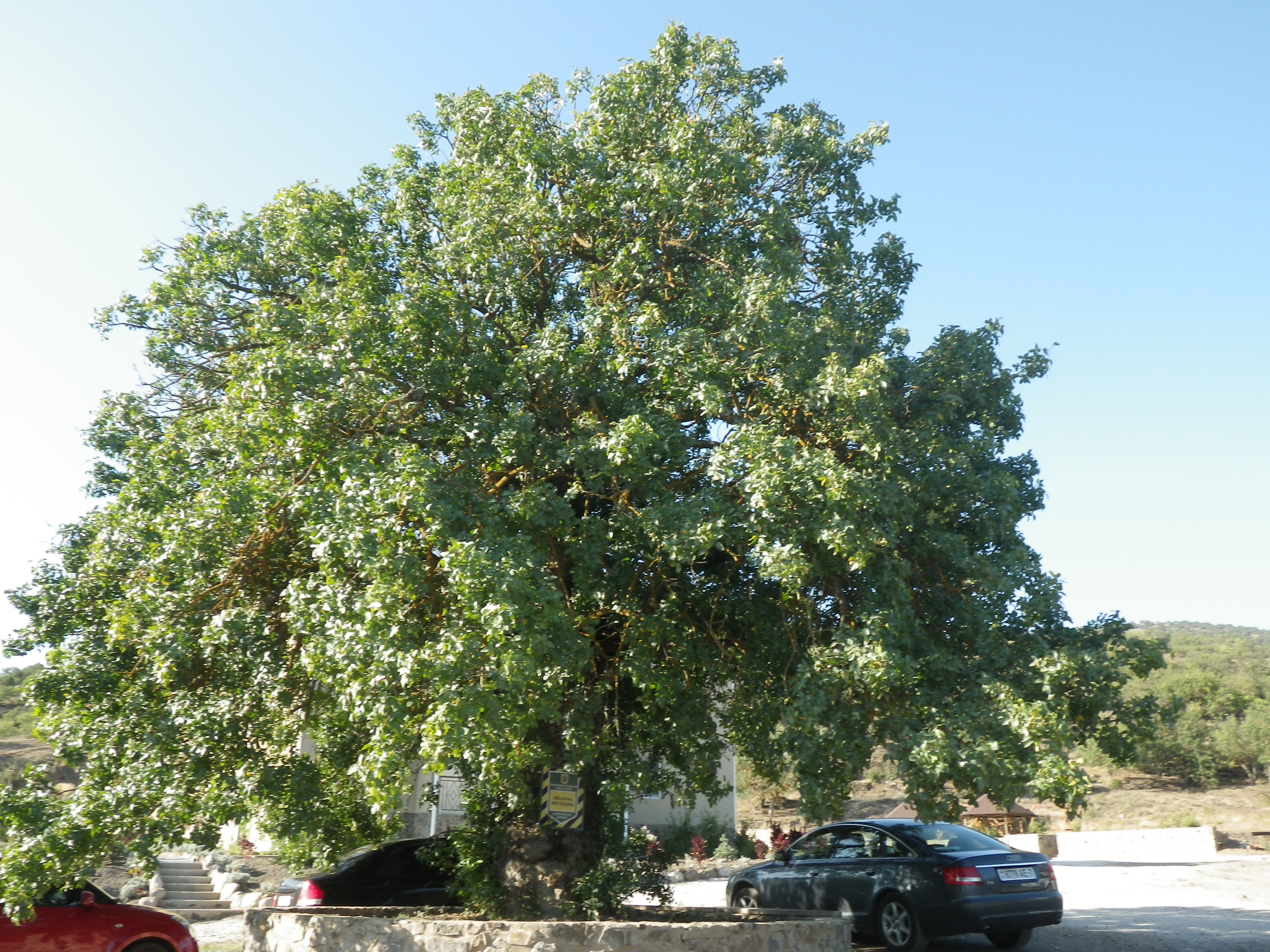 Максуд фисташковое дерево